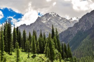 górski krajobraz i drzewa w kazachstanie