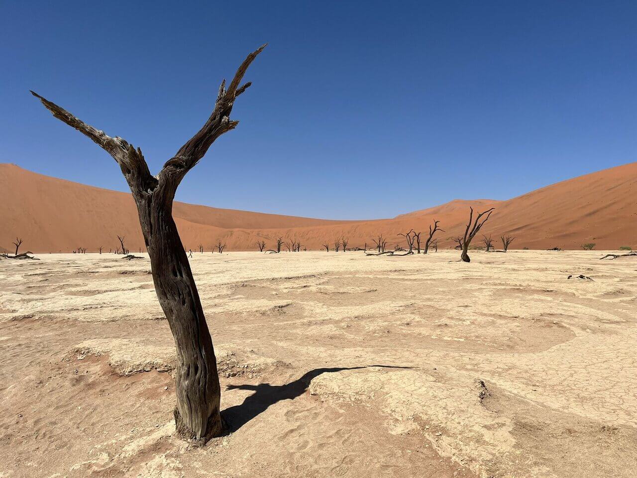 Deadvlei w Sossusvlei – martwe drzewa na tle wydm, Namibia 2026.