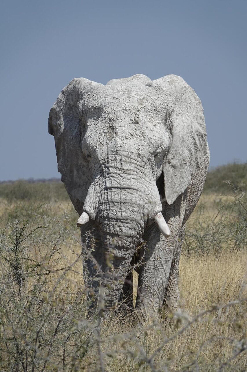 Słoń afrykański na safari w Namibii (Etosha), wyjazd 2026.