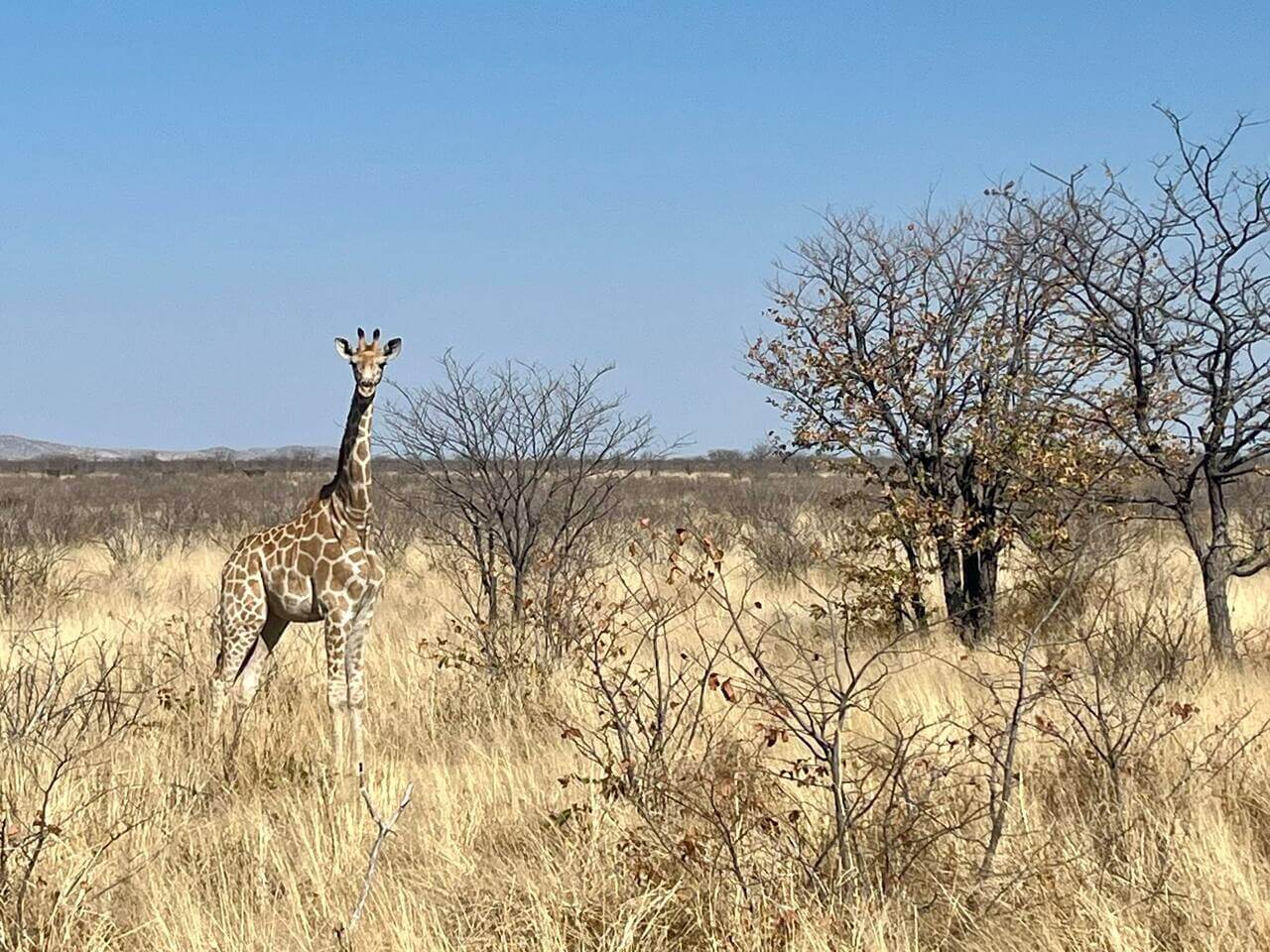 Żyrafa na sawannie w Namibii – zdjęcie z safari, wyjazd 2026.