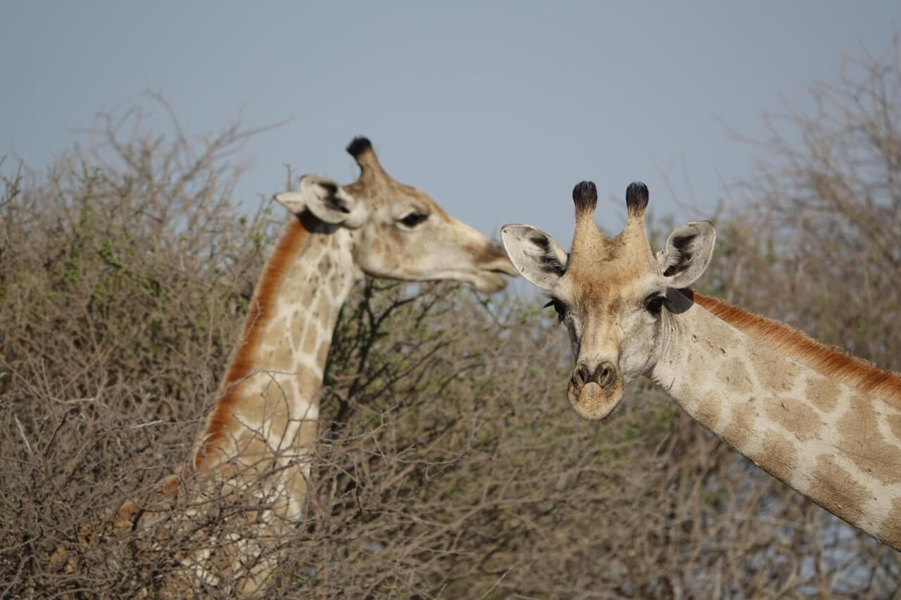 Żyrafy na safari w Namibii – bliskie spotkanie, wyjazd 2026.
