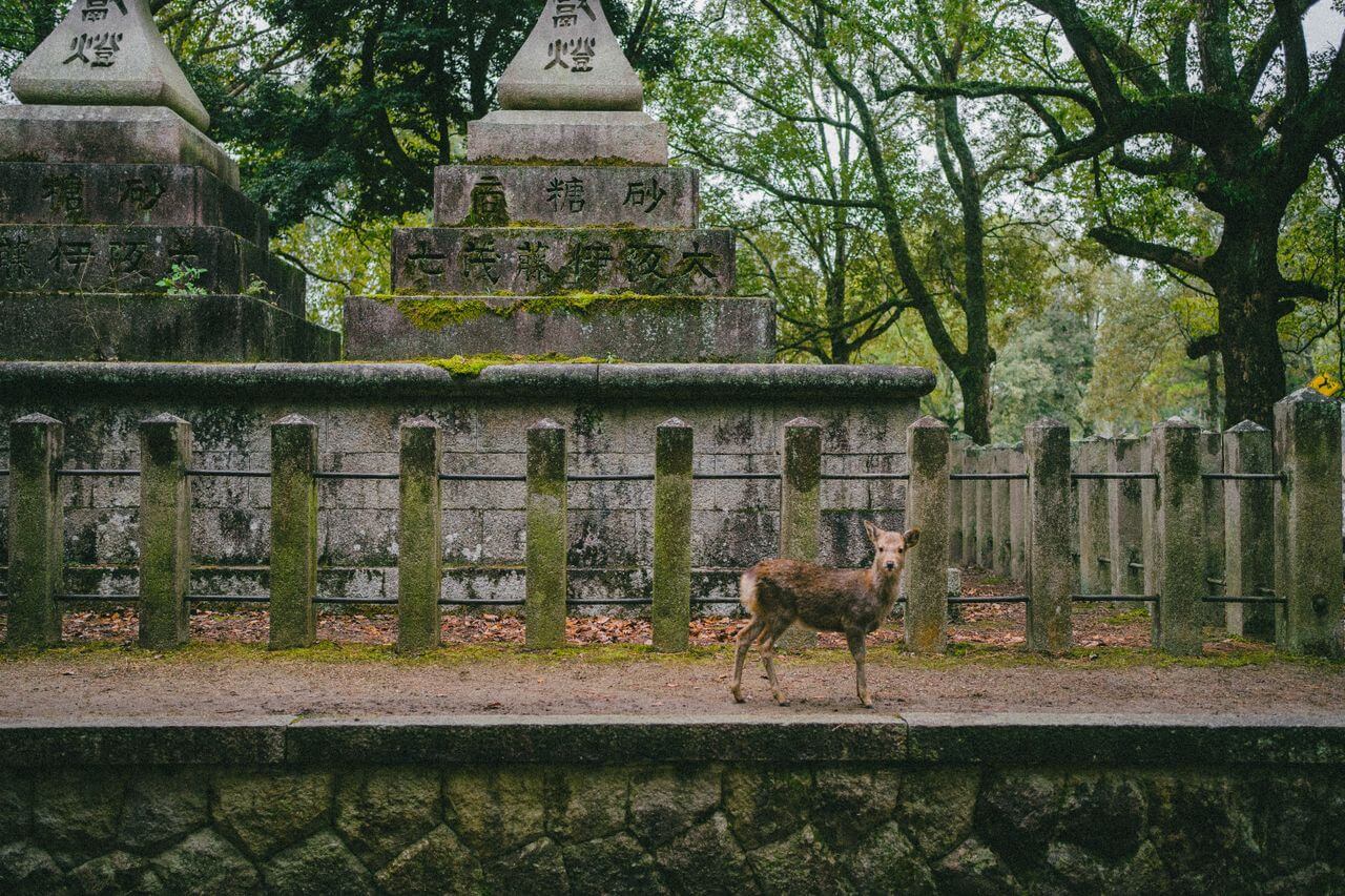Młody jeleń wschodniej rasy sika (Cervus nippon) przy kamiennych latarniach w parku w mieście Nara