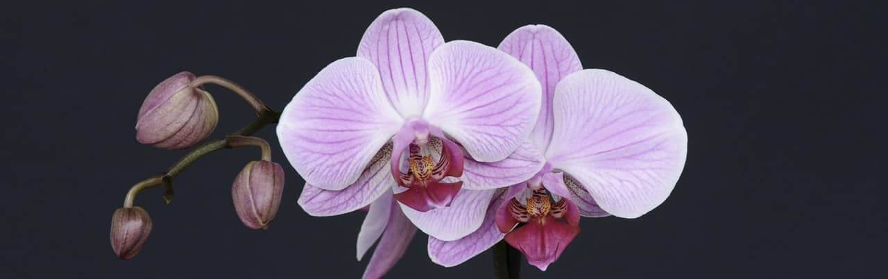 Orchidea - kwiat Tajlandii