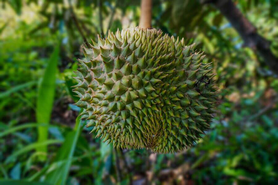 owoc duriana na drzewie
