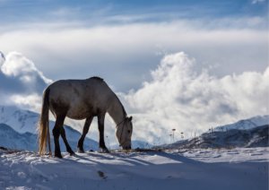 koń na skraju góry w azerbejdżanie