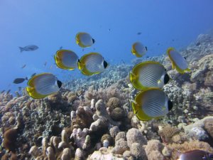 Nurkowanie w pobliżu rafy koralowej