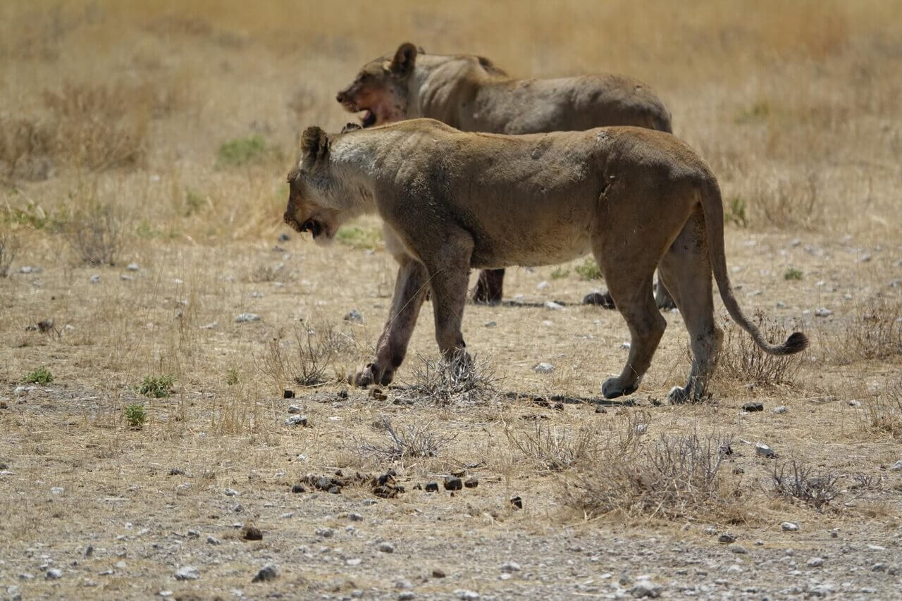 zwierzęta na safari