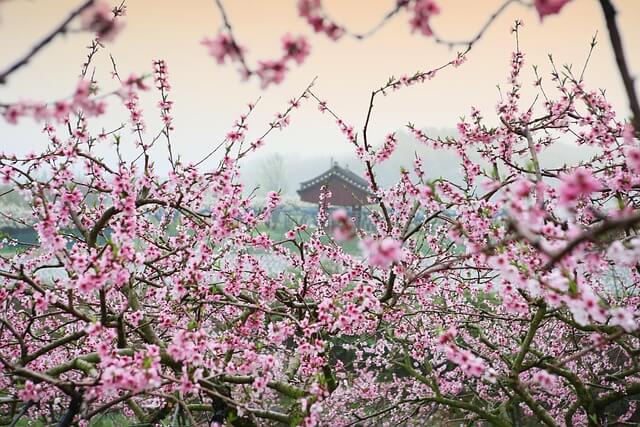 sakura kwitnące wiśnie japonia