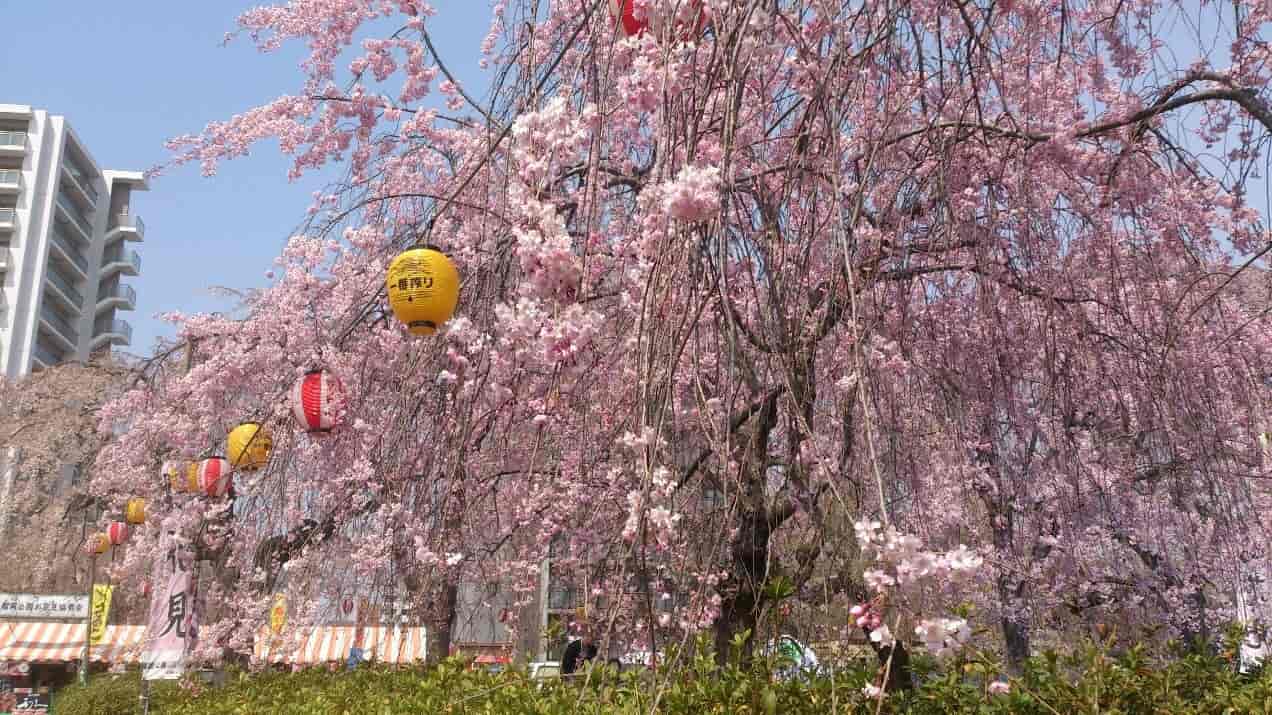 Shidarezukara - wiśnia płacząca