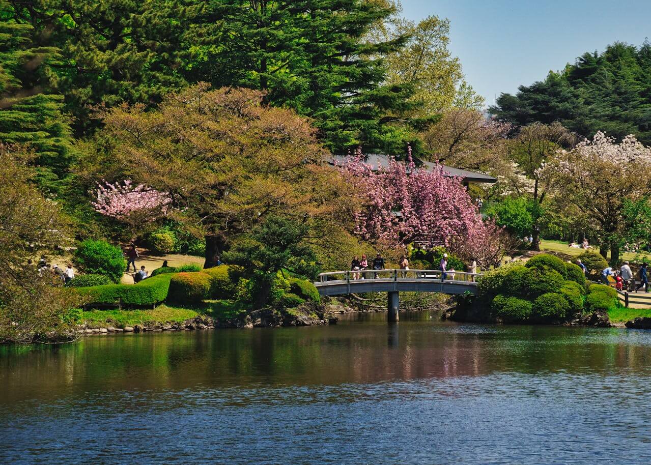 Ogród Shinjuku Gyoen w Tokio wiosną