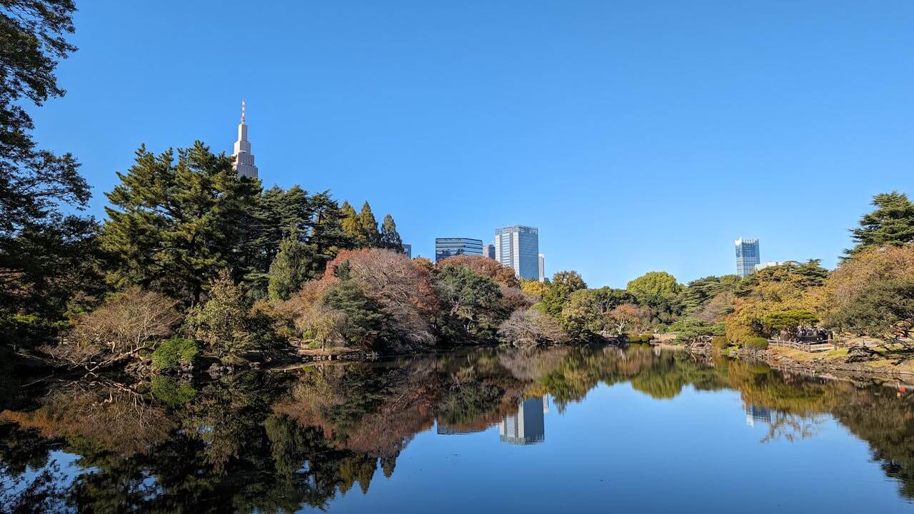 Shinjuku Gyoen z mostkiem, stawem i kwitnącymi drzewami