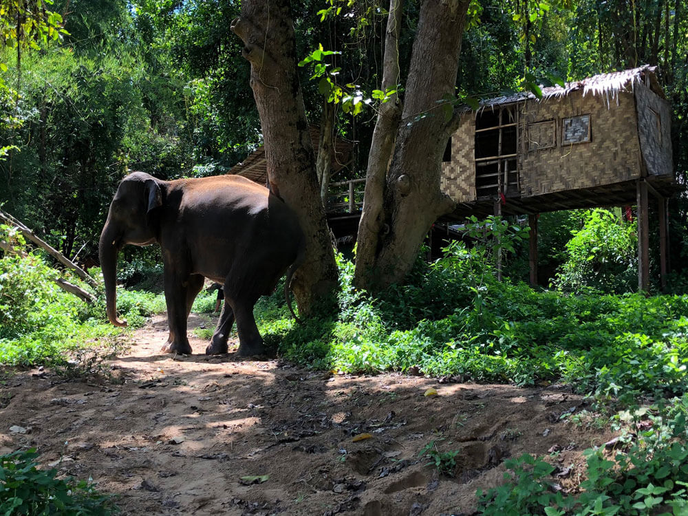 Słonie w Kanchanaburi