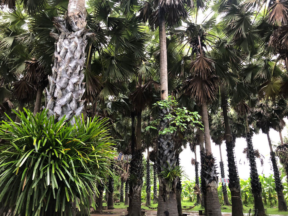 Plantacja kokosow