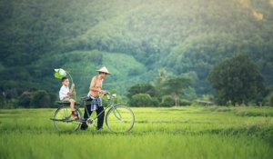 mieszkańcy kambodży na rowerze wśród pól ryżowych